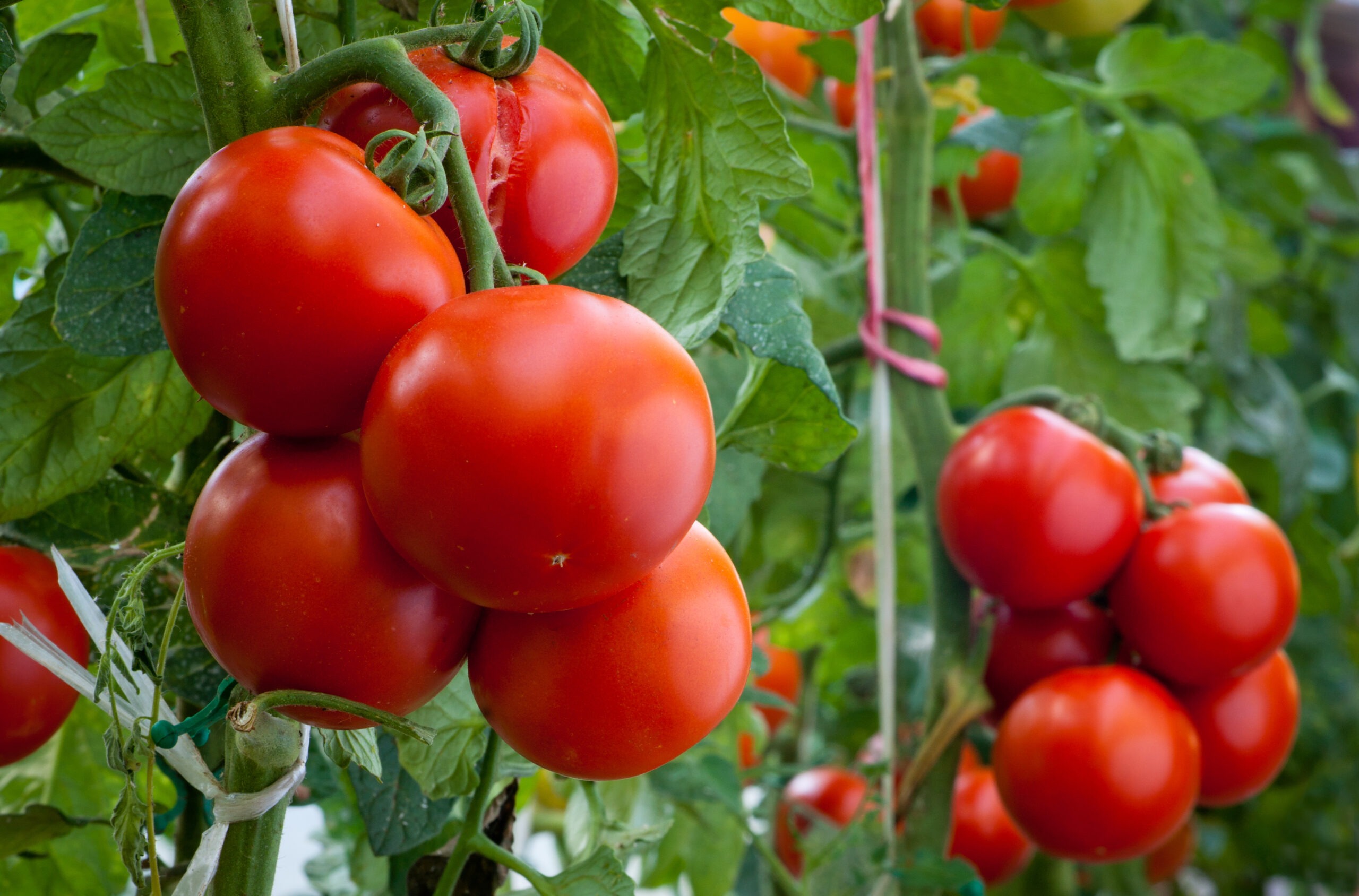Ripe red tomatoes grow in a lush garden, showcasing healthy plants and vibrant greenery,
